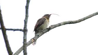 Wryneck  slow motion [upl. by Wittie426]