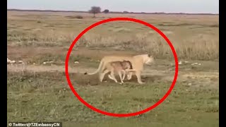 Lioness pushes predatory instincts aside to care for baby wildebeest [upl. by Archibold751]