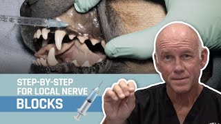 Veterinary Dentistry  Nerve Blocks for Oral Surgery for Dogs and Cats [upl. by Namzaj]