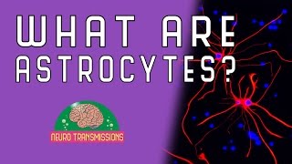 What Are Astrocytes [upl. by Tadeas]