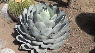 AGAVE GALLERY Agave Parryi var Truncata  Up Close [upl. by Dranyam754]