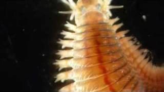 Alitta succinea Nereis polychaete [upl. by Berkeley]