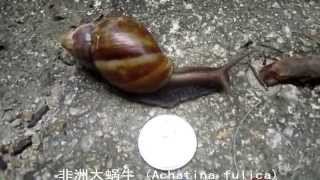 寵物  動物 影片 014 香港 非洲大蜗牛 Achatina fulica [upl. by Eitsym]