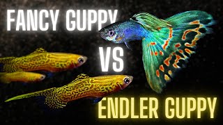 Endler Guppy vs Fancy Guppy – What are the Differences and Similarities [upl. by Morvin]