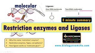 Restriction Enzymes and DNA Ligase  A Simplified Summary [upl. by Cammie341]