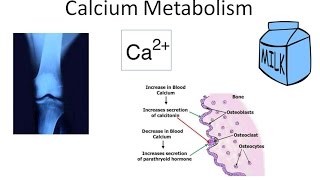 Calcium Metabolism [upl. by Loise]