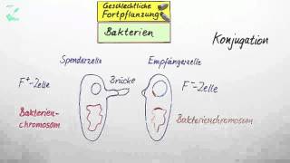 Geschlechtliche Fortpflanzung  Biologie  Genetik [upl. by Isbel]