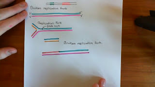 Homologous Recombination for Replication Fork Reactivation Part 1 [upl. by Atteugram]