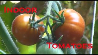 Indoor Tomato Clone Update amp Hydroponic Tomato Update March 31 2011 [upl. by Lanod]