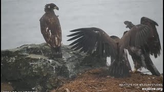 West End Eagles  EPIC FOOD FIGHT ON HISTORIC NEST 😲 Koa Treasure Sterling 61124 [upl. by Okomot]