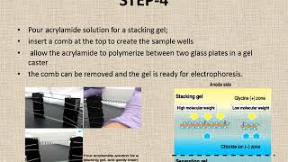 POLYACRYLAMIDE GEL ELECTROPHORESIS PAGE [upl. by Delaine]