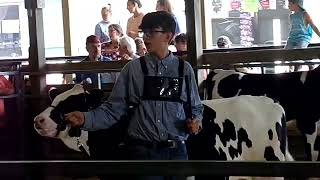 Liam showing his dairy feeder calf Isabella County Fair 2023 [upl. by Rickard]