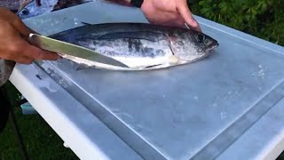 How to Fillet Albacore Tuna [upl. by Hamal]