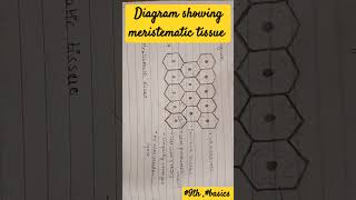 meristematic tissue diagram 9th imp basics neet plant tissue [upl. by Lucy872]