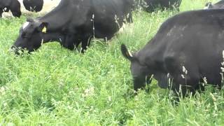 200 Organic Dairy Cows grazing [upl. by Nnylecoj]