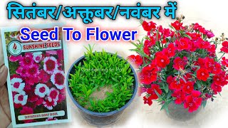 Dianthus बीज अगस्त मे लगाएं WITH FLOWER UPDATE  Dianthus From Seeds How To Grow at Home [upl. by Nelyag749]