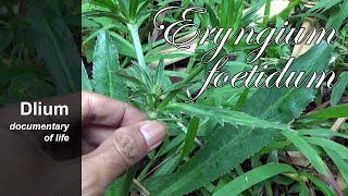 Culantro Eryngium foetidum  part 1 [upl. by Ecinnaj]