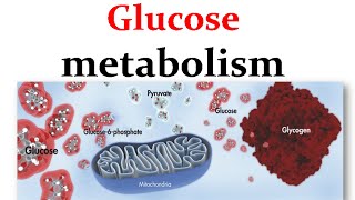 Overview of glucose metabolism [upl. by Ludwog]