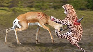 Angry Gazelle Rushes Take Down Cheetah With Horns To Save Baby  Leopard vs Porcupine Antelope [upl. by Aimehs898]