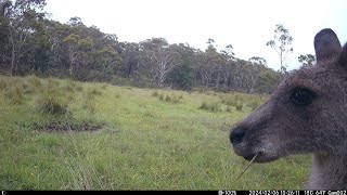 Kangaroo Boxing match [upl. by Tiffani]