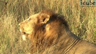 Powerful Roar of 3 Male Lions [upl. by Ateekan]