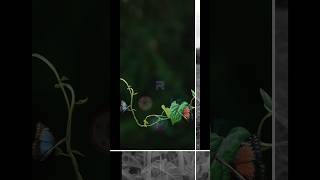 Lightroom edite leaf Rough Bindweed trending shorts viralvideo nature edit [upl. by Notnyw]