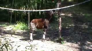 Bioparc Doué la Fontaine okapi volière [upl. by Egrog]