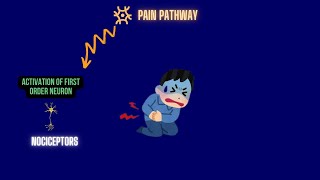 Pain Pathway How do we perceive pain [upl. by Civ]