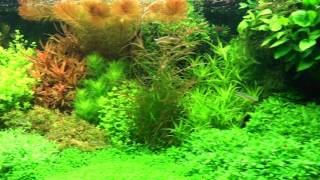 Top Dutch Planted Aquarium of Alain Debeer [upl. by Ainival]