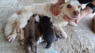 Injured mother dog was trying to raise her newborn puppies [upl. by Durr]