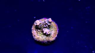 Acropora Tenuis Walt Disney [upl. by Eniarrol656]