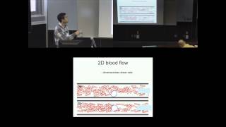 Margination of white blood cells in microvessels [upl. by Lleroj]