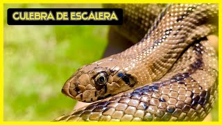 Serpientes de España – Culebra de escalera  Zamenis scalaris [upl. by Beuthel]