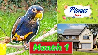 Baby Pionus Parrots First Month in New Home  Lyra Meets Quaffle  Lyra Ep 4 [upl. by Veriee]