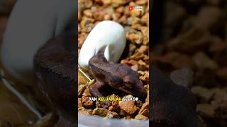 Cerita Hidup Gecko Yang Diselamatkan Pria Ini [upl. by Yrffoeg]