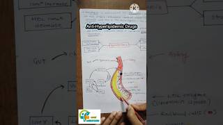 Anti Hyperlipidemic drugs how they works how they show their mechanism of action aapalpharmacy [upl. by Judson]