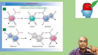 Mutation PartIV Spontaneous Mutation Depurination amp Deamination [upl. by Ecirtael730]