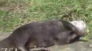 Otters playing with pebbles [upl. by Cousin]