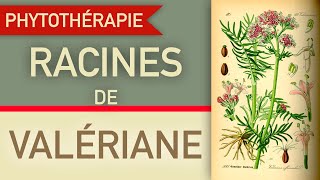 la racine de valériane en phytothérapie [upl. by Atilek]