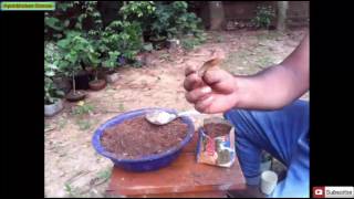 How to grow Gozarisal tree from seed quotAponbhoban Bonsaiquot [upl. by Okoy]