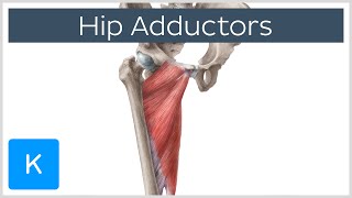 Anatomy of the Hip Adductor Muscles  Human Anatomy  Kenhub [upl. by Aicenaj]