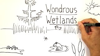 Wondrous Wetlands  Whiteboard [upl. by Llerot]