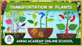 Unlocking the Secrets of Plant Transportation Class 7 Science Fun with ANNAI ACADEMY ONLINE SCHOOL [upl. by Ober554]