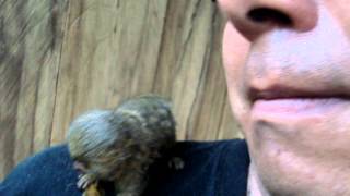 Smallest monkey in the World  Pygmy Marmoset [upl. by Nenad]