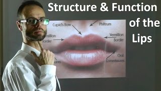 Role of the Structure amp Shape of Upper amp Lower Lips in Facial Attractiveness amp Beauty by Dr Mike Mew [upl. by Nnailuj738]