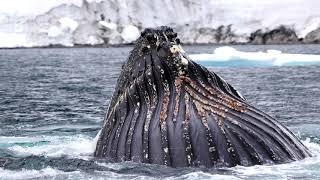 Humpback Whales Big Beautiful Bubble Nets [upl. by Trilbee]