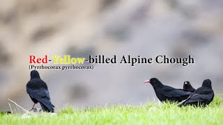 Red yellow billed Alpine chough Hunza Valley🇵🇰 [upl. by Portuna]