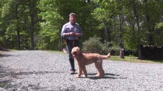 Fitz  Goldendoodle Puppy Training [upl. by Berri]