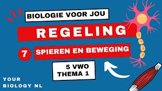 5 vwo  Regeling  7  Spieren amp Beweging [upl. by Anirdua]