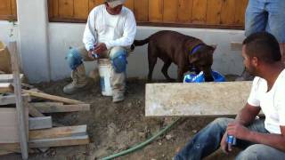 Bud Light dog delivery [upl. by Wadsworth]